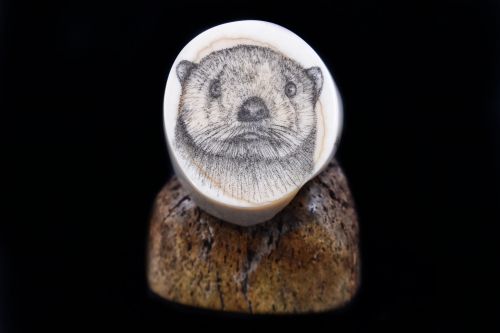 OTTER SCRIMSHAW